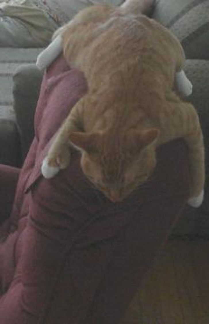 Picture of a cat / kitten / feline