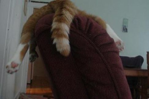 Picture of a cat / kitten / feline