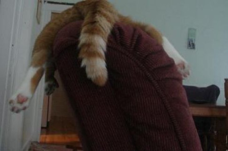 Picture of a cat / kitten / feline