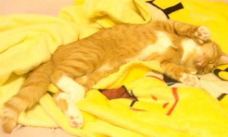 Picture of a cat / kitten / feline