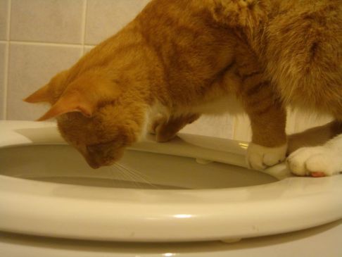 Picture of a cat / kitten / feline