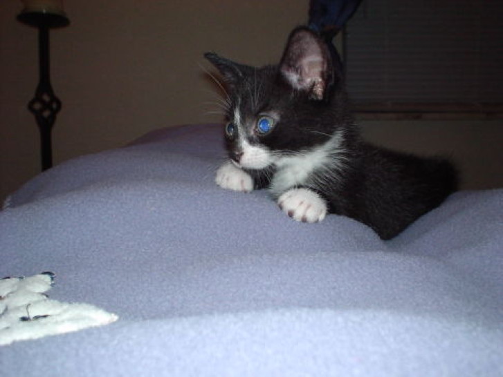 Picture of a cat / kitten / feline