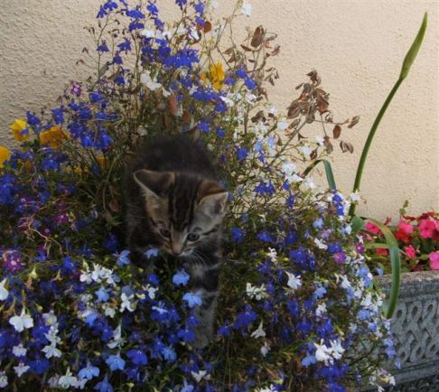 Picture of a cat / kitten / feline