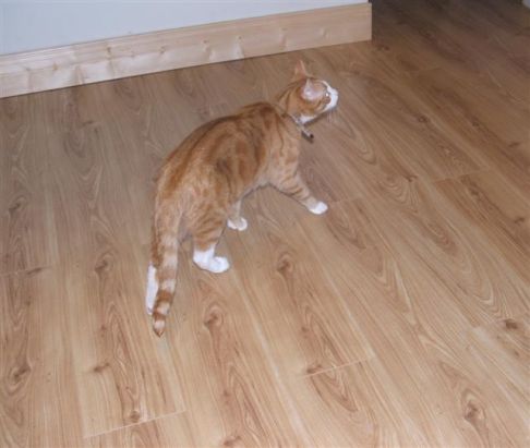 Picture of a cat / kitten / feline