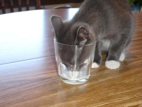 Picture of a cat / kitten / feline