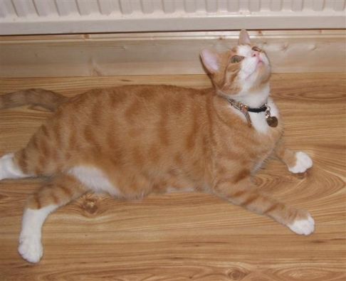 Picture of a cat / kitten / feline