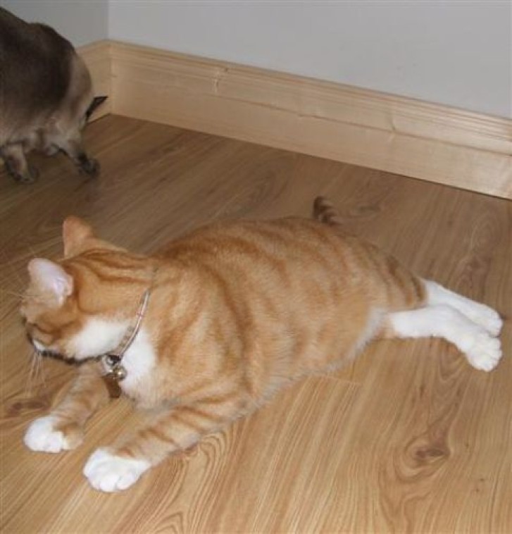 Picture of a cat / kitten / feline