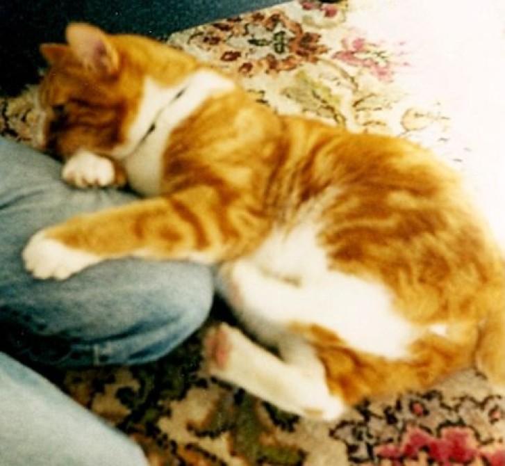 Picture of a cat / kitten / feline