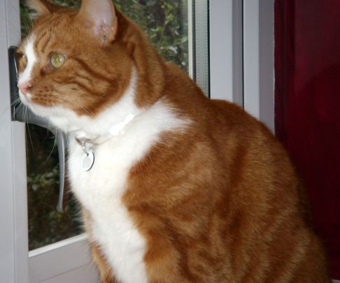 Picture of a cat / kitten / feline