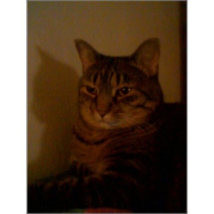 Picture of a cat / kitten / feline