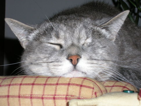 Picture of a cat / kitten / feline