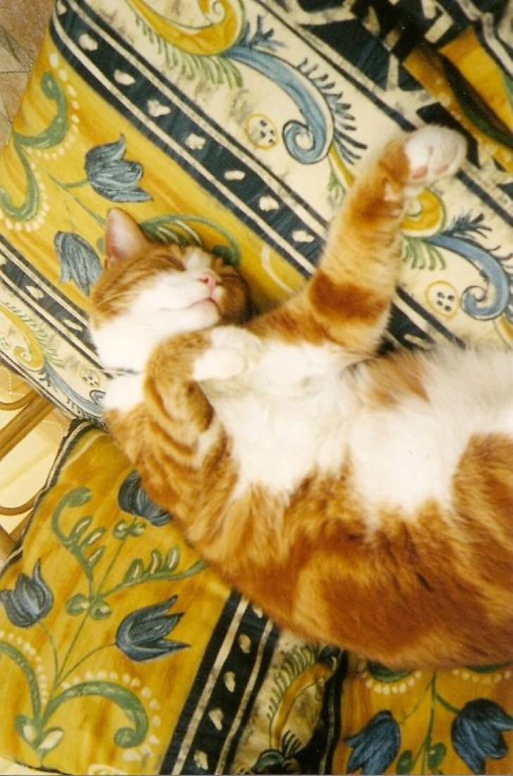 Picture of a cat / kitten / feline