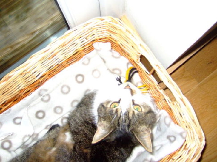 Picture of a cat / kitten / feline