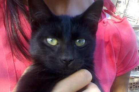 Picture of a cat / kitten / feline