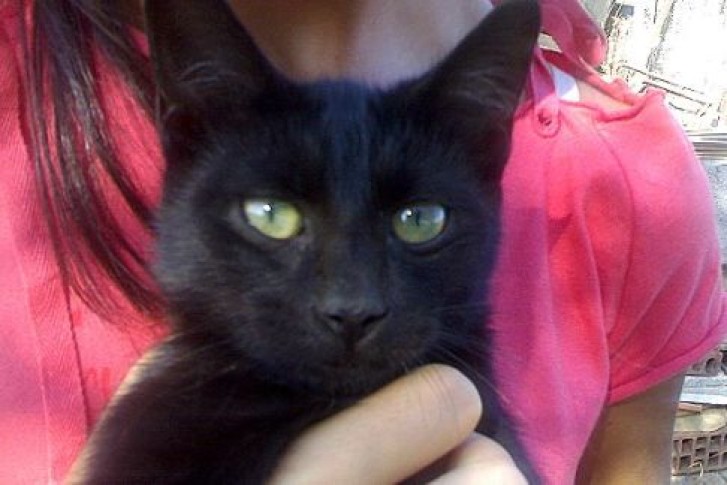 Picture of a cat / kitten / feline