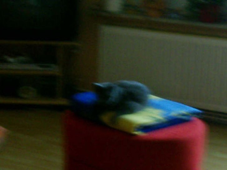 Picture of a cat / kitten / feline