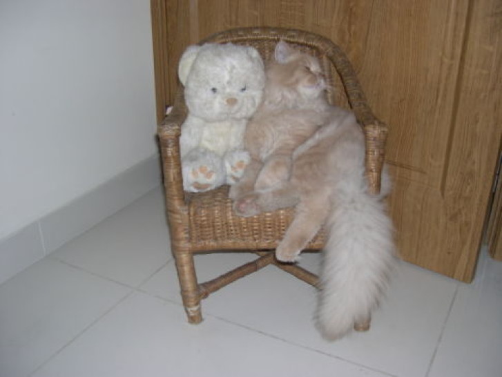 Picture of a cat / kitten / feline