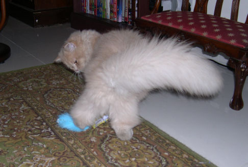 Picture of a cat / kitten / feline