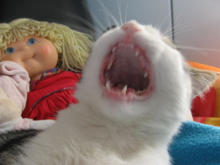 Picture of a cat / kitten / feline