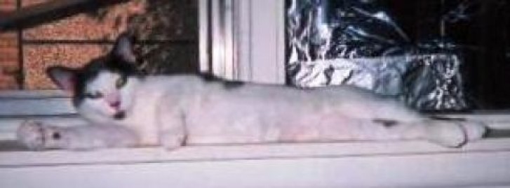 Picture of a cat / kitten / feline