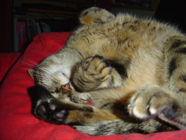 Picture of a cat / kitten / feline