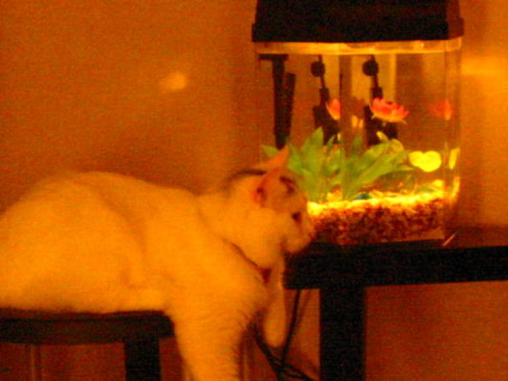 Picture of a cat / kitten / feline