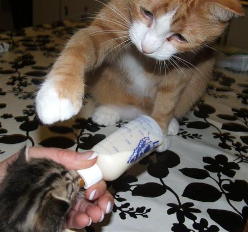 Picture of a cat / kitten / feline