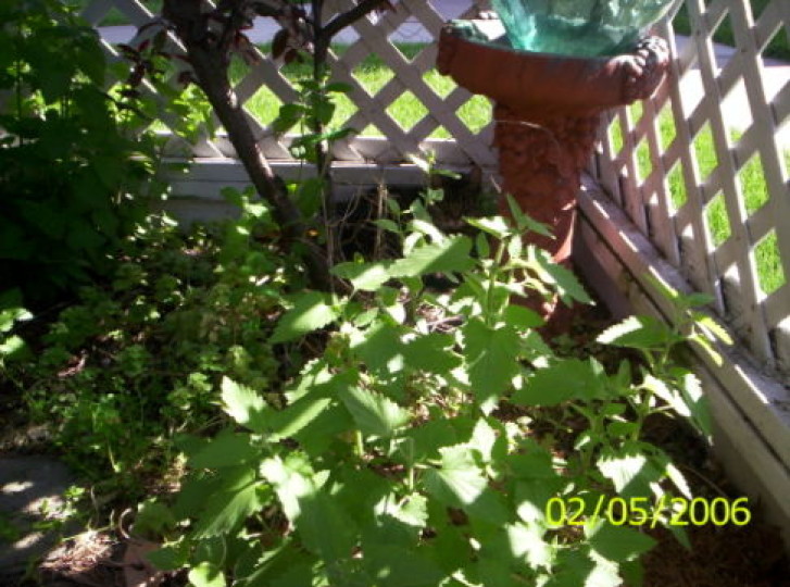 Picture of a cat / kitten / feline