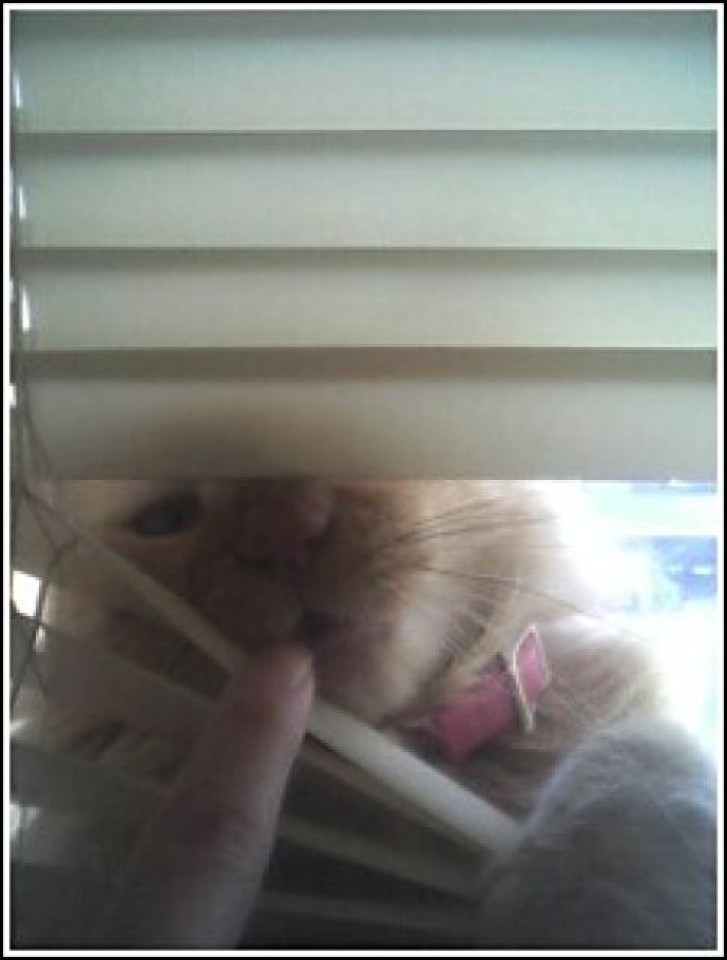 Picture of a cat / kitten / feline