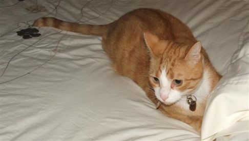 Picture of a cat / kitten / feline