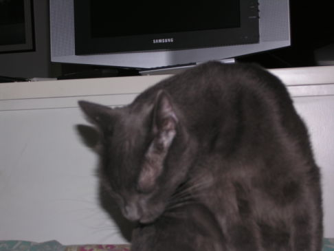 Picture of a cat / kitten / feline