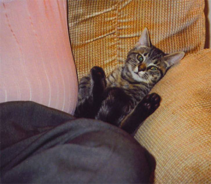 Picture of a cat / kitten / feline