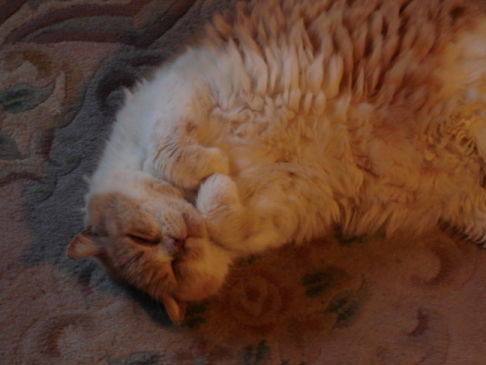 Picture of a cat / kitten / feline