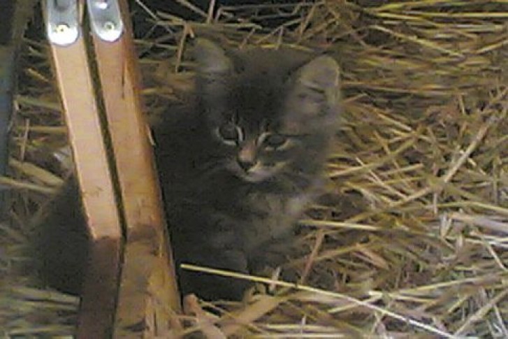 Picture of a cat / kitten / feline