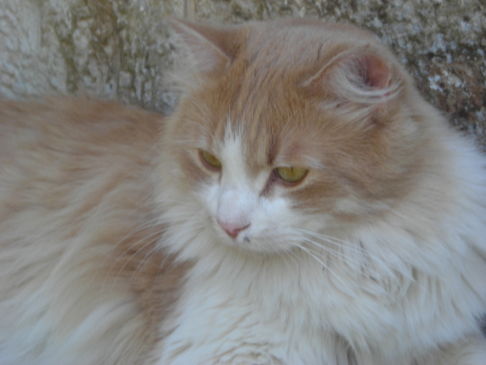 Picture of a cat / kitten / feline