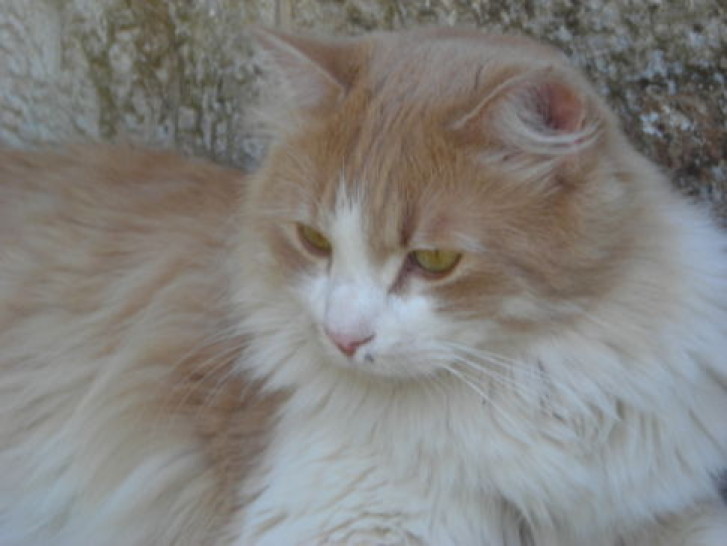 Picture of a cat / kitten / feline