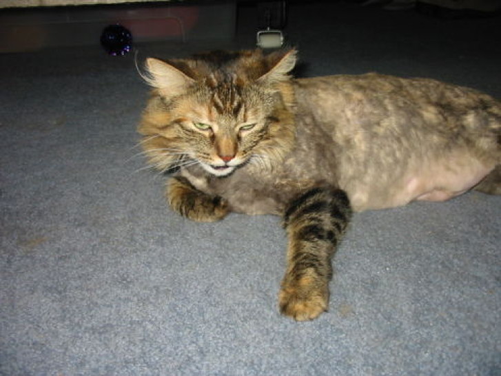 Picture of a cat / kitten / feline