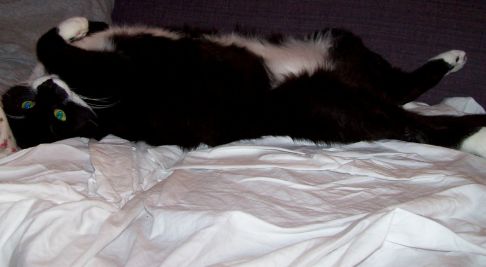 Picture of a cat / kitten / feline