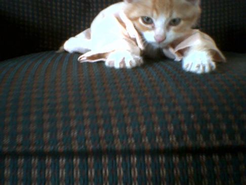 Picture of a cat / kitten / feline