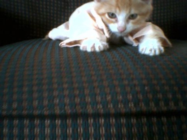 Picture of a cat / kitten / feline