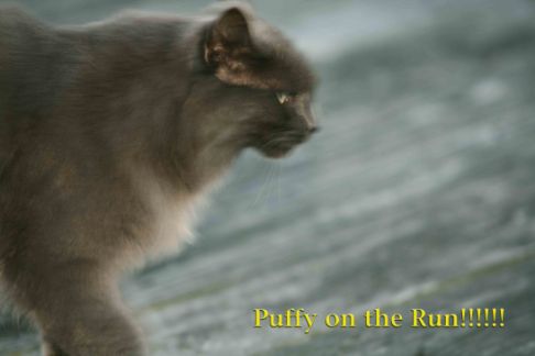 Picture of a cat / kitten / feline