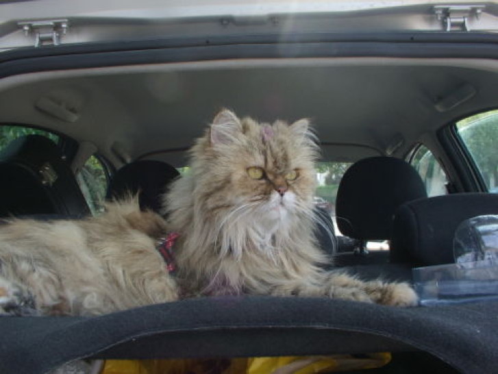 Picture of a cat / kitten / feline