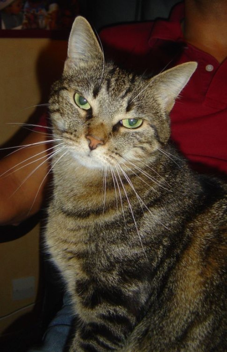 Picture of a cat / kitten / feline