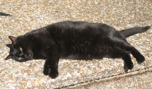 Picture of a cat / kitten / feline