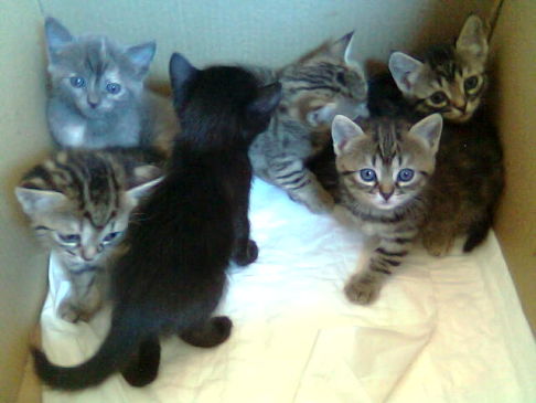 Picture of a cat / kitten / feline