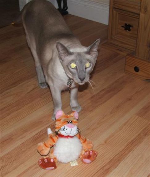 Picture of a cat / kitten / feline