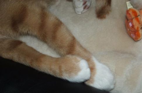 Picture of a cat / kitten / feline