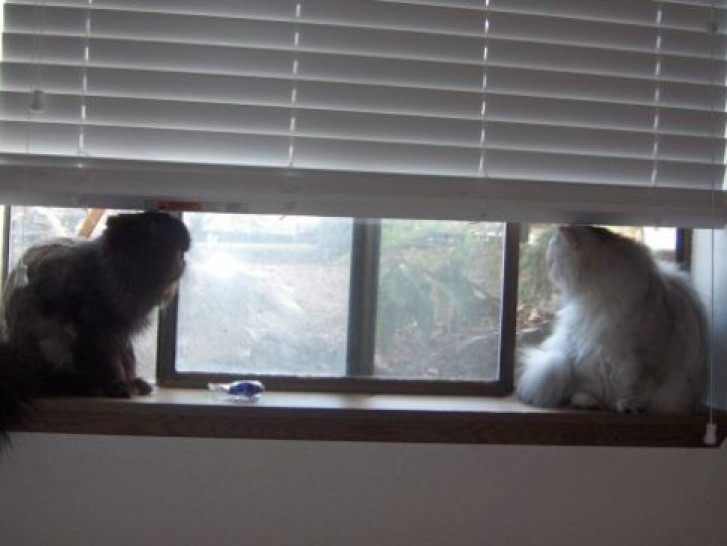 Picture of a cat / kitten / feline