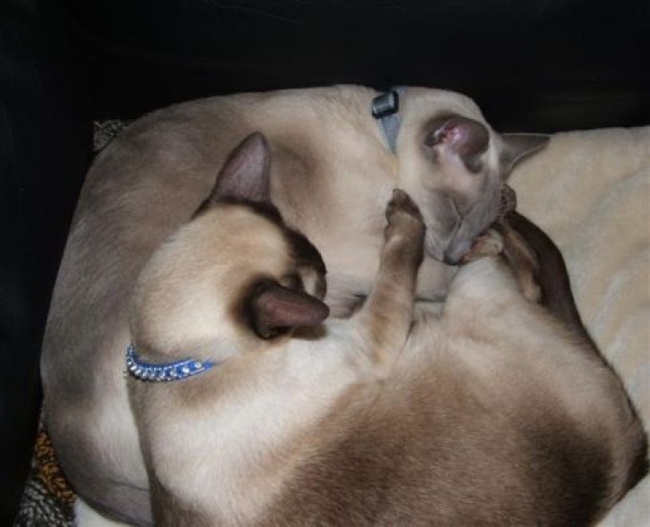 Picture of a cat / kitten / feline