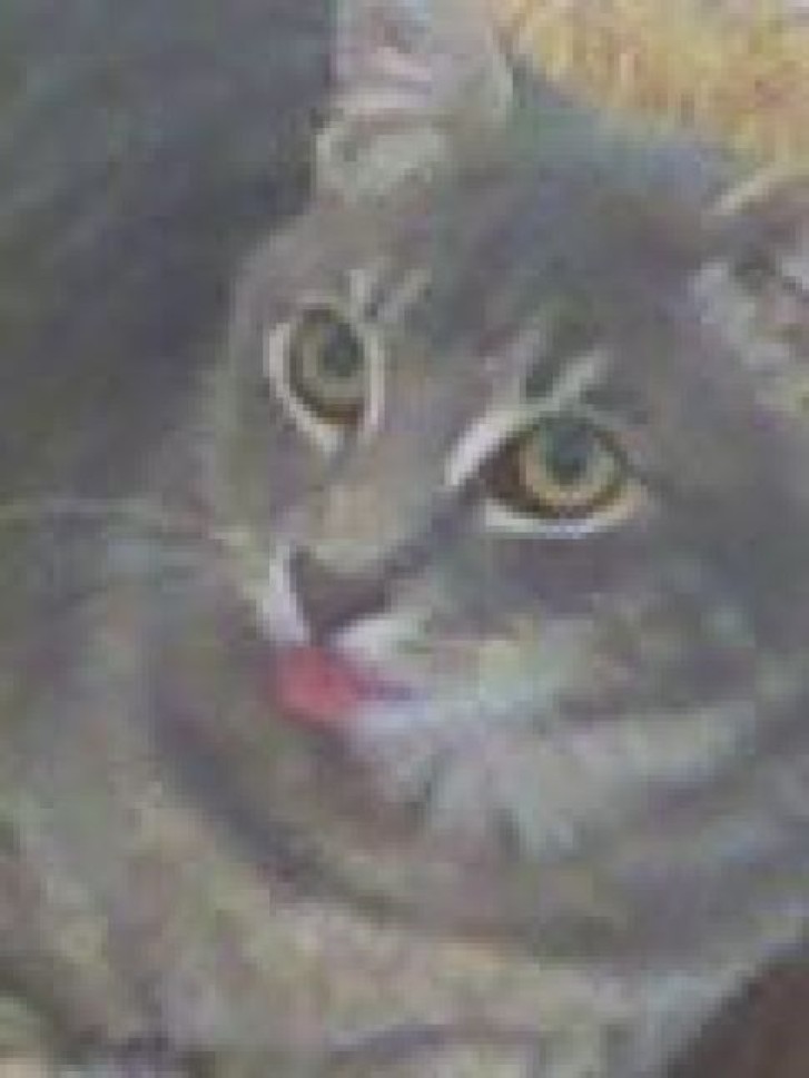 Picture of a cat / kitten / feline